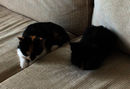 Tiere am 27. 12.: 3sat-Thementage 2021