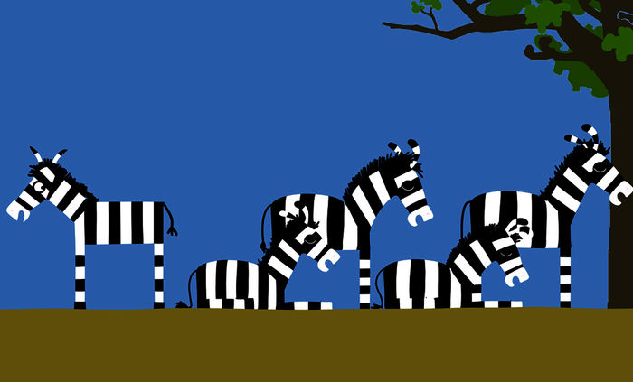 Die anderen Zebras wollen ihre Ruhe haben. Bild: Sender/ Julia Ocker