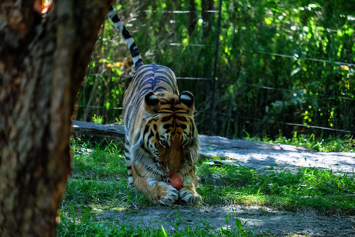 Tiger. Bild: Sender / Discovery / Animal Planet