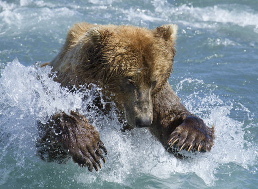 Der Bär erfreut sich bei einer kühlen Erfrischung. Bild: Sender/Disney
