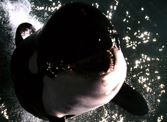 Nachdem sein Weibchen getötet wurde, beginnt der Orca, Menschen zu attackieren. Bild: Sender